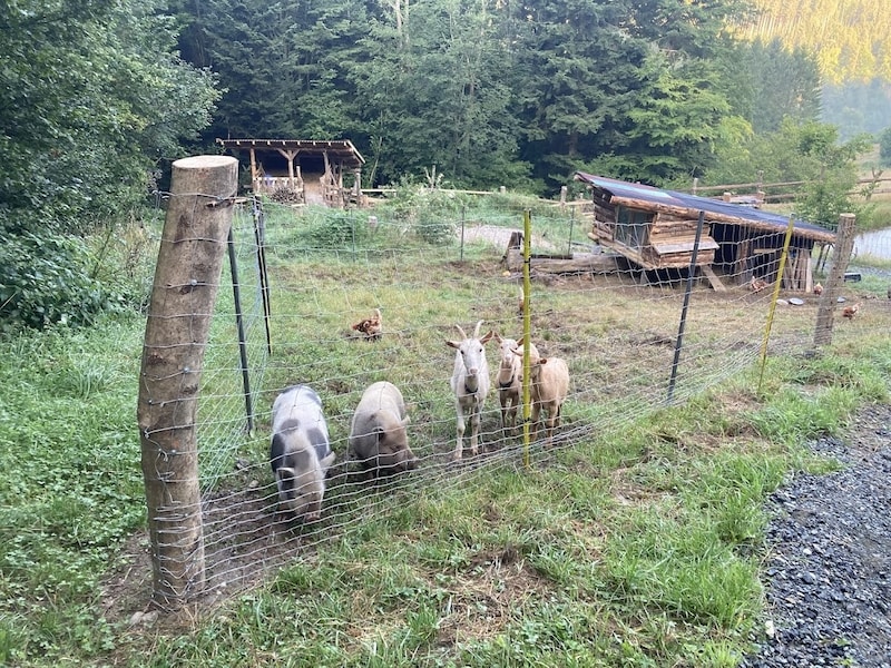 Aufgrund der anonymen Anzeige war auch die Amtstierärztin schon vor Ort – aber es wurden keine Verfehlungen bei der Tierhaltung gefunden.  (Bild: ZVG)