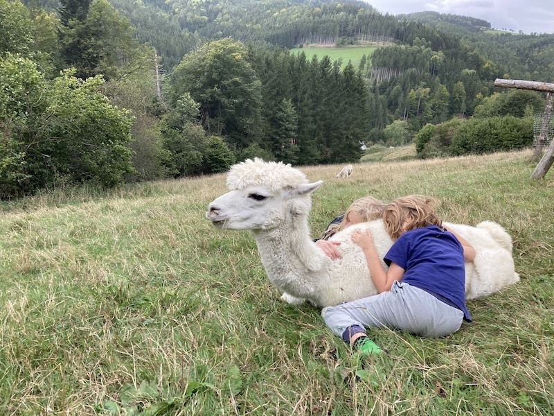 Kuscheln mit Alpakas – auch das dürfen die Kinder dort in Thomasberg.  (Bild: ZVG)