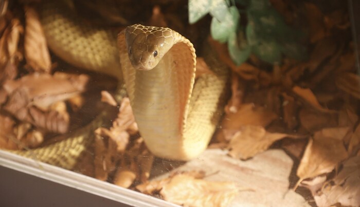 The golden spitting cobra spits venom at its victims.