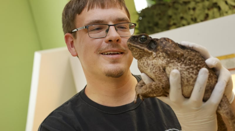 Nils Kley with "Olga", probably the largest toad in Austria (Bild: Tschepp Markus)