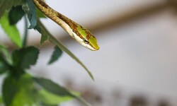 Gegen den Biss der afrikanischen Kap-Vogelnatter gibt es kein Gegengift.