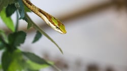 Gegen den Biss der afrikanischen Kap-Vogelnatter gibt es kein Gegengift. (Bild: Tschepp Markus)