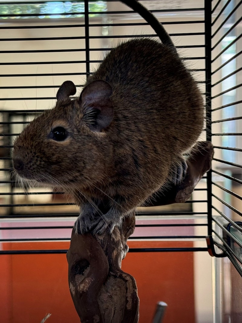 Degu Teddey. (Bild: Tierschutzheim)