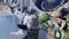 Diese Mieze wurde von den Feuerwehrleuten gerettet. Jetzt wird der Besitzer gesucht. (Bild: ZOOM Tirol)