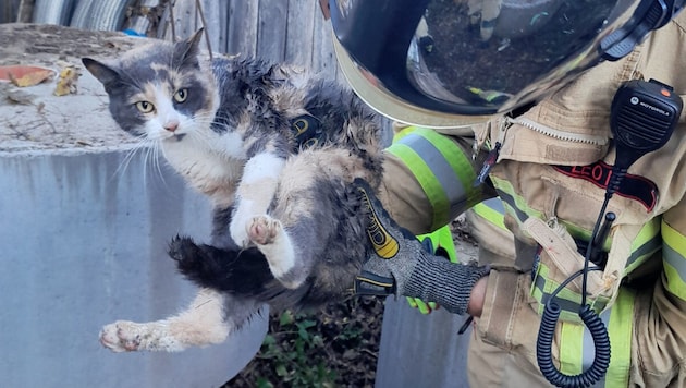 Diese Mieze wurde von den Feuerwehrleuten gerettet. Jetzt wird der Besitzer gesucht. (Bild: ZOOM Tirol)