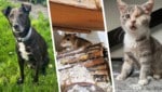 (Bild: Krone KREATIV/Tierheim Linz, Pfotenhilfe Lochen)