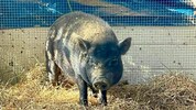 Den Tierfreunden gelang es auch das zweite Minischwein in Rauchwart einzufangen.