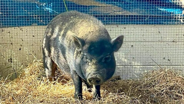 Den Tierfreunden gelang es auch das zweite Minischwein in Rauchwart einzufangen. (Bild: Christian Schulter)