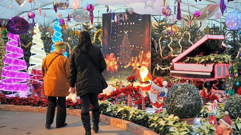 Weihnachtssterne so weit das Auge reicht in den Blumengärten Hirschstetten. (Bild: picturedesk.com/Hans Punz / picturedesk.com)