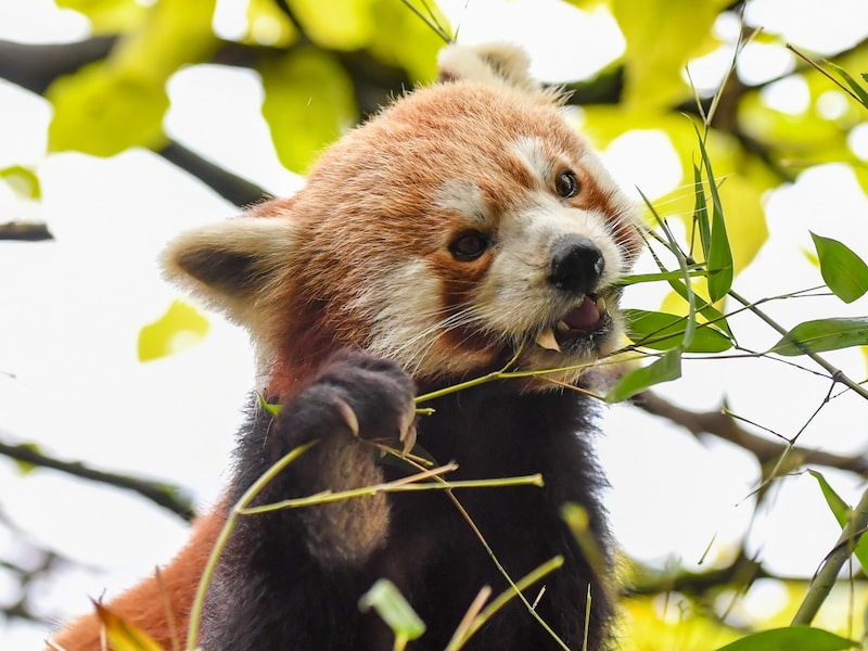 Prächtige Kürbisse schmücken zu Halloween nicht nur die Häuser der Menschen, auch die Tiere im Linzer Zoo freuen sich darüber. Besucher können das Fruchtgemüse lustig gestalten, befüllen und zusehen, wie es die Zoobewohner verspeisen. Datum: Do, 31. 10., 13 bis 15 Uhr Infolink: www.zoo-linz.at (Bild: Dostal Harald/© Harald Dostal / 2022)