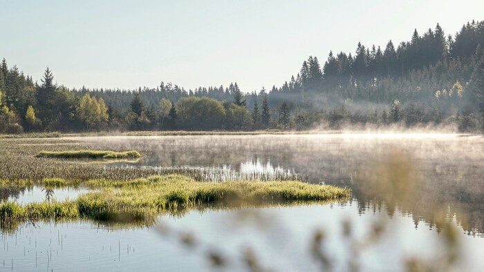 Upper Austria: mist over the Tannermoor.