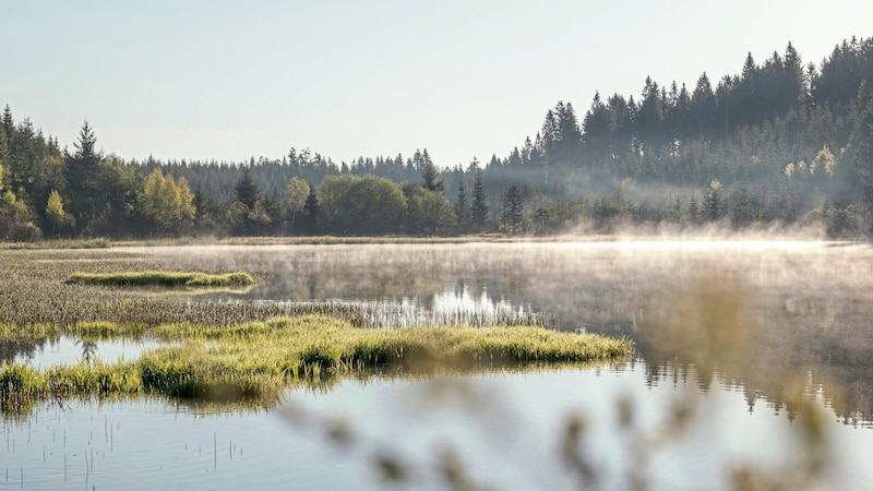 Oberösterreich: Nebel über dem Tannermoor. (Bild: Oberösterreich Tourismus GmbH/Martin Fickert)