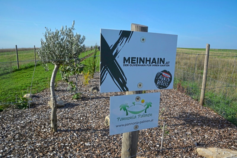 In addition to the olive trees, there is also a small show and trial garden with pomegranates, figs and peaches. (Bild: Charlotte Titz)