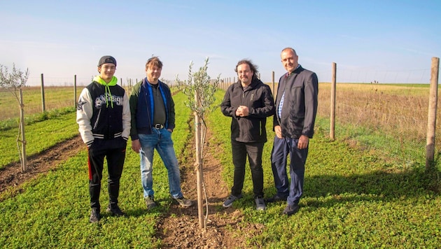 Agro Rebel Markus Fink (2.v.li.) mit seinem Sohn Philipp, sowie Bgm. Robert Kovacs und Labg. Gerhard Bachmann im Olivenhain. Das Projekt läuft drei Jahre. (Bild: Charlotte Titz)