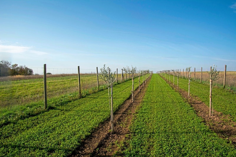 90 trees were planted in Gattendorf. (Bild: Charlotte Titz)