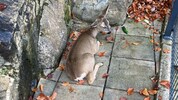Das Reh war vom Heuberg auf die Terrasse des Hauses in Salzburg-Langwied gestürzt.