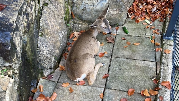 Das Reh war vom Heuberg auf die Terrasse des Hauses in Salzburg-Langwied gestürzt. (Bild: zVg)