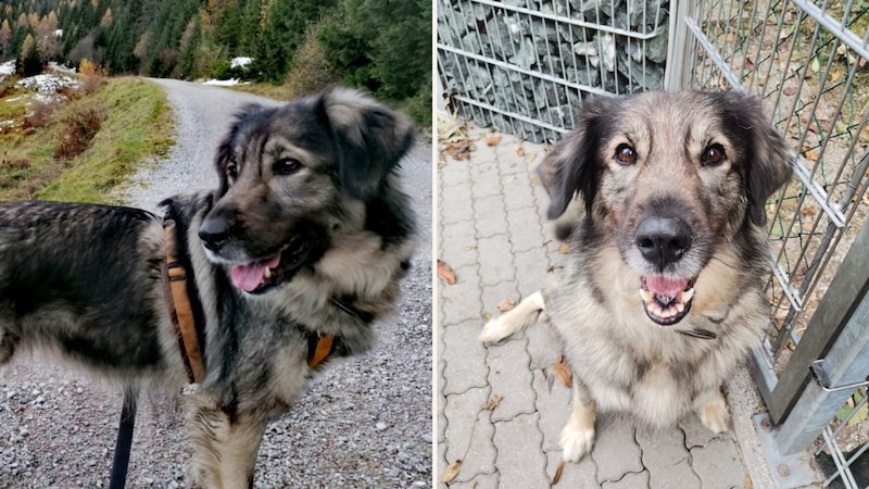 Ich bin immer noch auf der Suche nach dem passenden Menschen! (Bild: TSV Tirol)