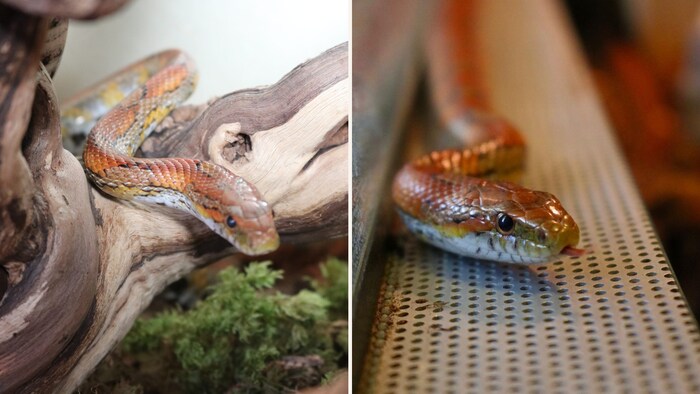 If a snake is not kept safe, it poses a danger. "Everything that happens in households also ...