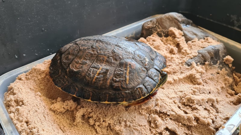 So ein schmuckes Tierchen! (Bild: TSV Tirol)