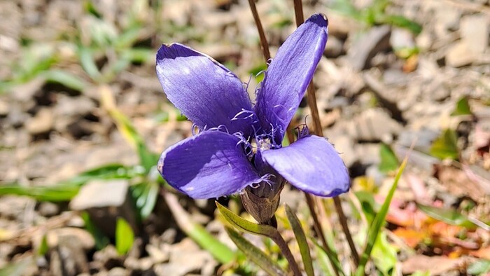 Gewöhnlicher Fransenenzian