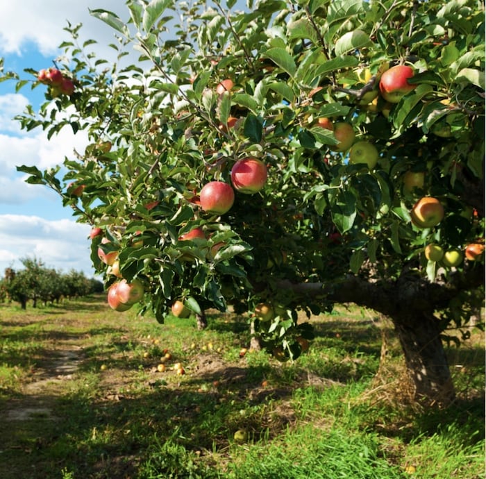 All in all, the apple harvest in Austria was very poor this year.