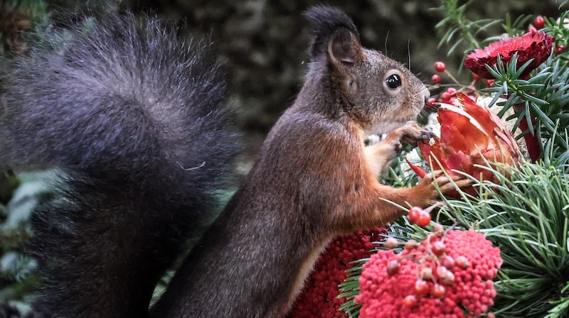 Ruhe und Natur auf den Friedhöfen (Bild: Tröster Andreas)