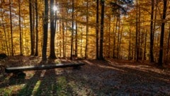 Herbststimmung im Friedwald in der Nähe von Kumberg. (Bild: FriedWald GmbH)