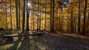 Herbststimmung im Friedwald in der Nähe von Kumberg.