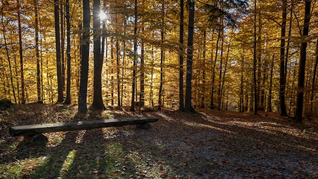 Herbststimmung im Friedwald in der Nähe von Kumberg. (Bild: FriedWald GmbH)