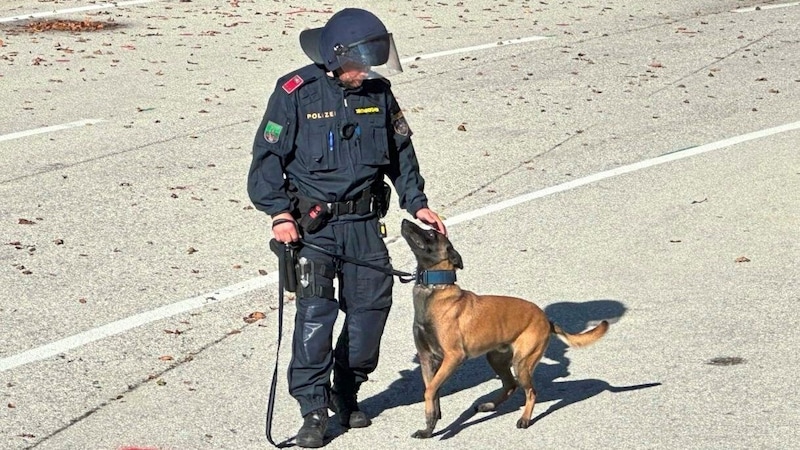 Dieser Polizeihund spürte den geflohenen Schleuser auf, der 23-jährige Verdächtige ist in Haft. (Bild: Christian Schulter)