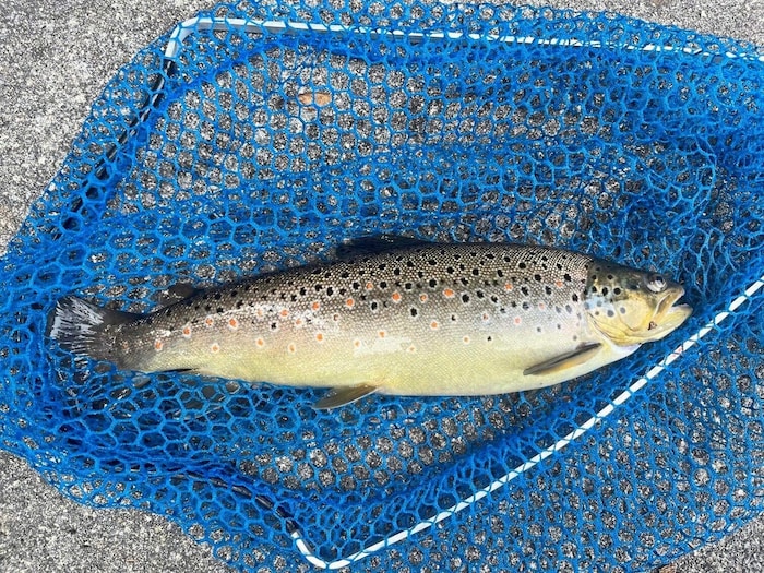 The brown trout population is falling dramatically.
