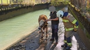 Feuerwehr und Landwirt retteten das Kalb aus dem Kanal. (Bild: FW St. Martin bei Lofer)