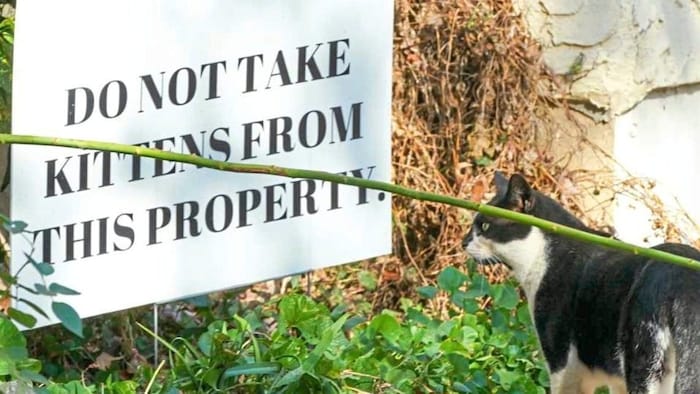 Dozens of stray cats live on the property.