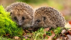 Insgesamt seien in diesem Jahr bisher sechs Nachweise bundesweit bei Igeln erfasst worden. (Bild: Moorland Roamer - stock.adobe.com)