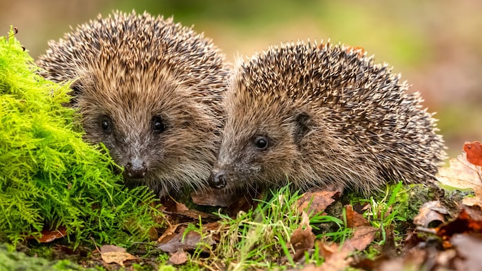 Igel verenden in den Haufen, weil sie nicht flüchten können