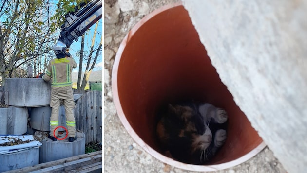 The cat fell into one of the pipes and had to be rescued. (Bild: ZOOM Tirol)