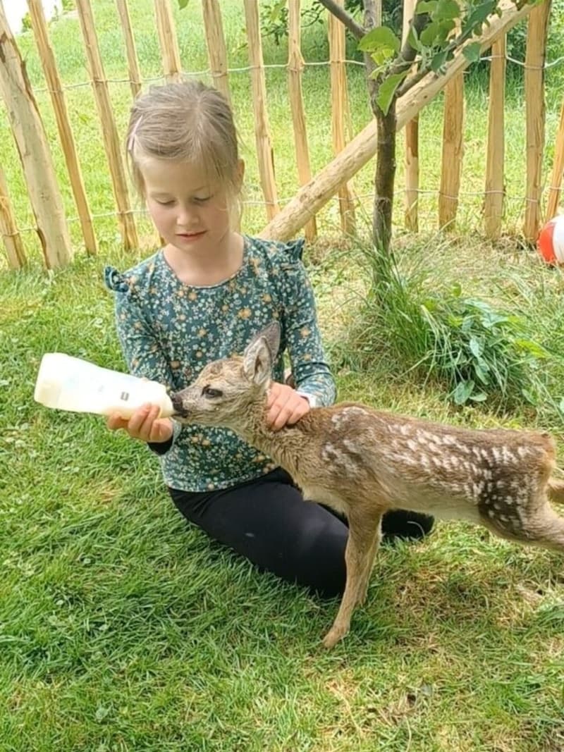 Die achtjährige Lisa gibt „Bambi“ ein Fläschchen mit verdünnter Ziegenmilch (Bild: zVg)