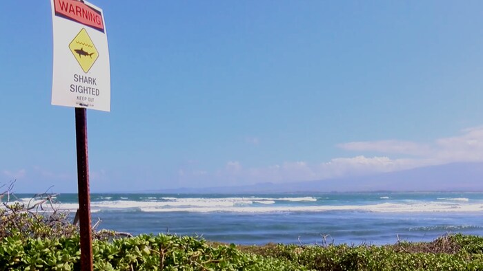 Shark warnings were posted on the beach on Maui after the attack.