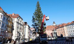 Montagfrüh wurde der Baum aufgestellt.