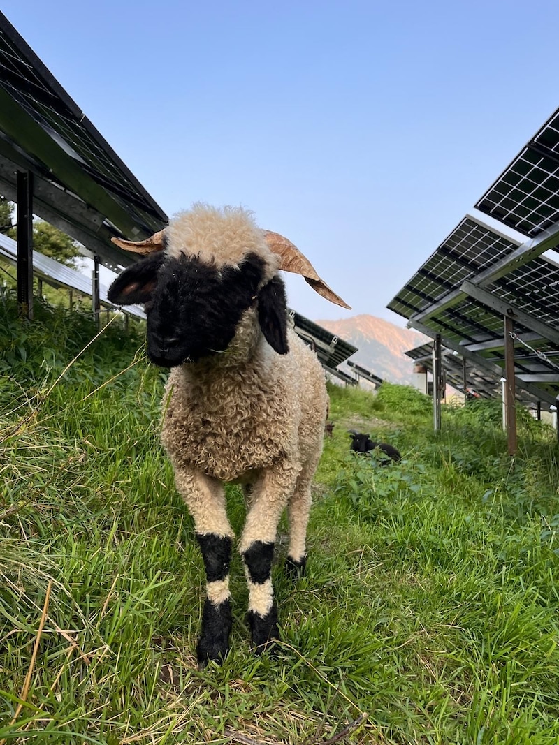 Panels at the top, sheep grazing at the bottom. (Bild: Egger)