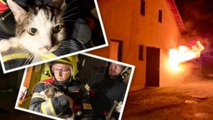 Feuer! Der verängstigter Stubentiger wurde von den Mitgliedern der Freiwilligen Feuerwehr gerettet und bestens umsorgt. (Bild: Krone KREATIV/FF Gmünd)