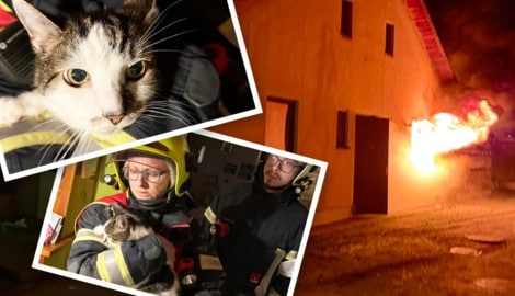 Feuer! Der verängstigter Stubentiger wurde von den Mitgliedern der Freiwilligen Feuerwehr gerettet und bestens umsorgt. (Bild: Krone KREATIV/FF Gmünd)