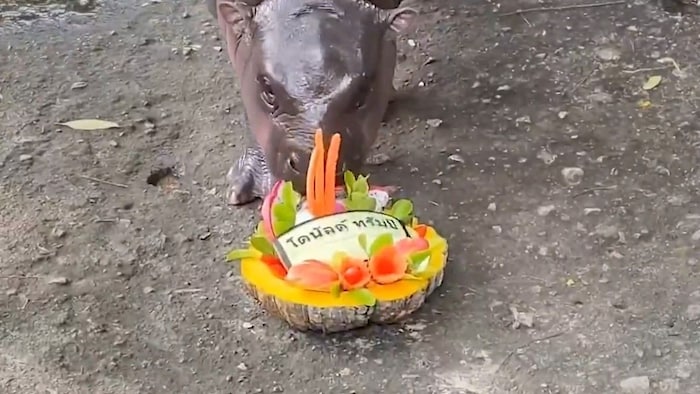 Das niedliche Zwergflusspferd ließ sich die Obstschale mit Trumps Namen darauf schmecken.