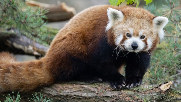 Die Roten Pandas erkunden bereits neugierig ihr neues und größeres Zuhause. (Bild: Daniel Zupanc)