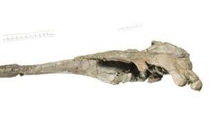 Der plattgedrückte Zustand des Delfinfossils Romaleodelphis pollerspoecki machte die ...