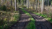 In diesem Waldstück soll sich Roland Drexler zum Schluss aufgehalten haben.