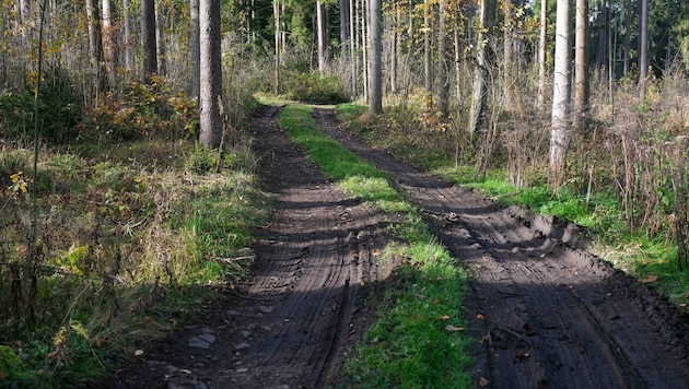 Der Doppelmörder Roland Drexler wurde in einem Waldstück zwischen den beiden Tatorten gefunden. Aber wie lange war er schon tot? (Bild: Einöder Horst/Horst Einöder/Flashpictures)