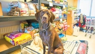 Etwa 200 Hunde und Katzen werden derzeit durch die Tiertafel unterstützt.  (Bild: Evelyn Hronek/EVELYN HRONEK)