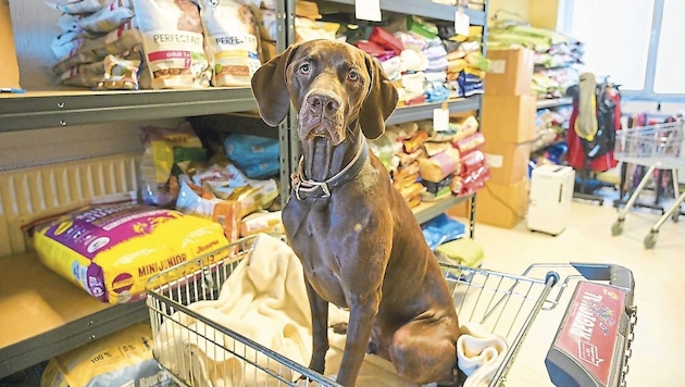 Etwa 200 Hunde und Katzen werden derzeit durch die Tiertafel unterstützt.  (Bild: Evelyn Hronek/EVELYN HRONEK)